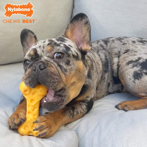 Nylabone Power Chew Cheese Dog Toy (Medium)