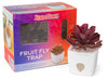 ZendoZones Mellow Molly  Fruit Fly Traps