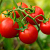 Bonnie Plants Husky Red Cherry Tomato (2 Pack)