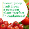 Bonnie Plants Husky Red Cherry Tomato (2 Pack)