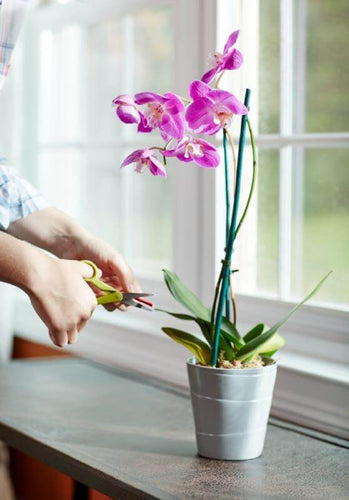 Miracle-Gro® Orchid Plant Food Spikes