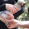 Happy Hen Treats Spiral Leg Band